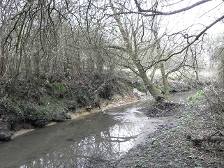 Yeading Brook, Ickenham Marsh