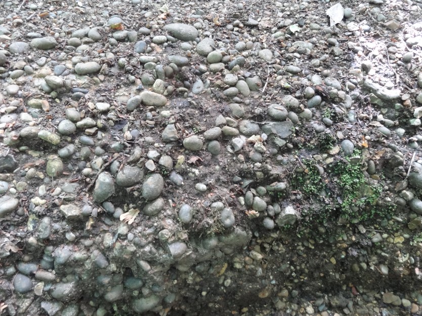 rounded pebbles of Stanmore Gravel Formation