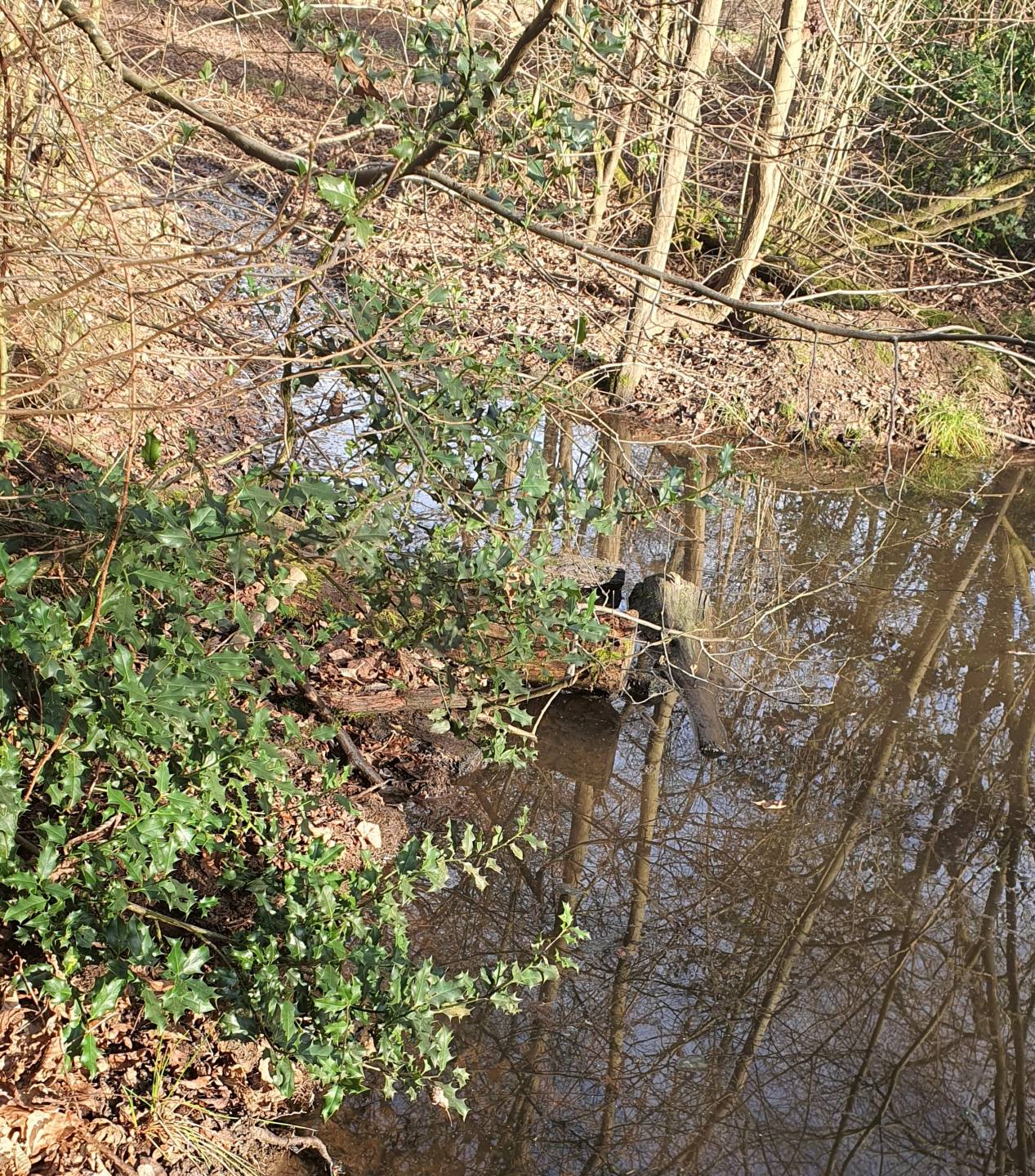 Grub Ground Pond drainage