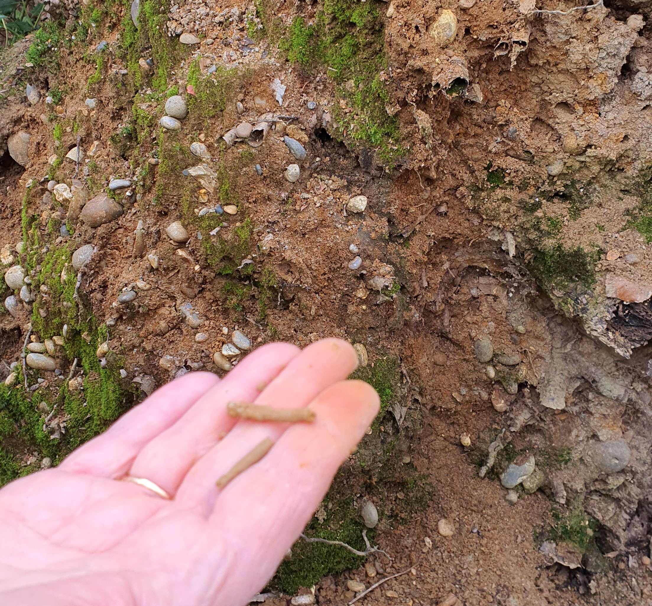 clay 'sausage' from tree root within the SSSI